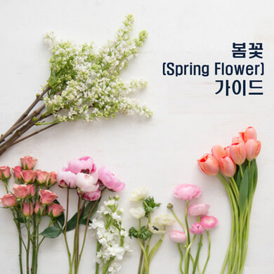 봄꽃가이드계절꽃